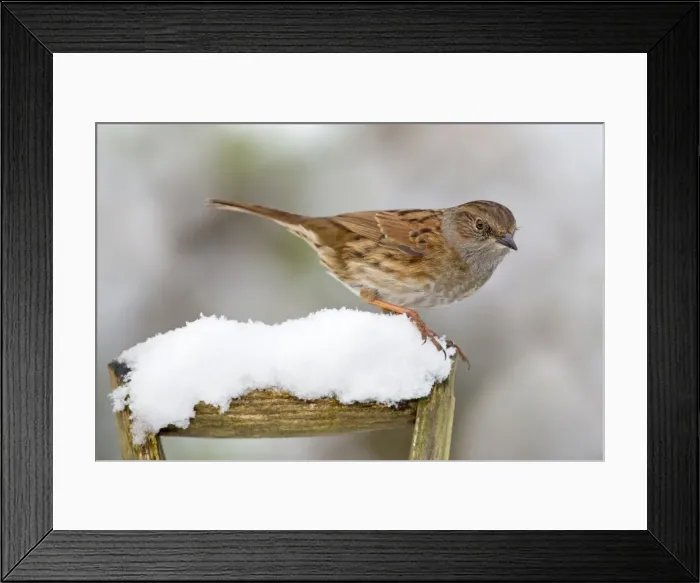 Framed Print : Picture No. 10901289 Framed Print : Picture No. 10901289
