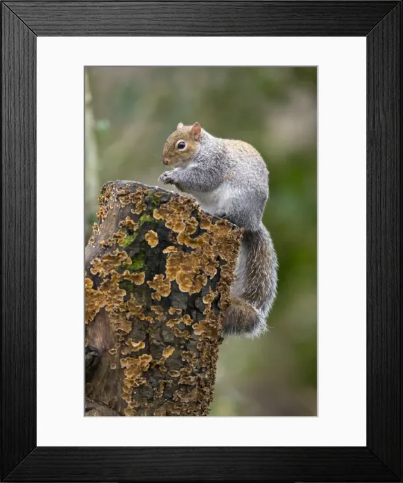 Framed Print : Picture No. 10901296 Framed Print : Picture No. 10901296