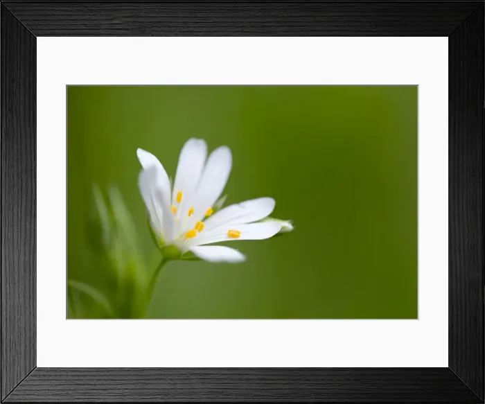 Framed Print : Picture No. 10901294 Framed Print : Picture No. 10901294