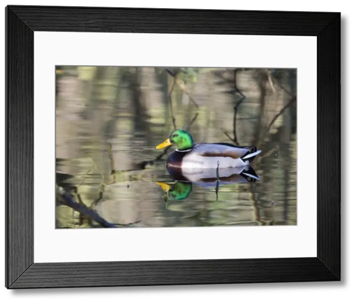 Framed Print : Picture No. 10901300 Framed Print : Picture No. 10901300