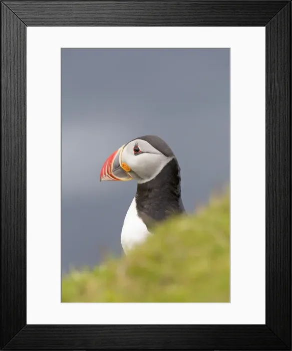 Framed Print : Picture No. 10901303 Framed Print : Picture No. 10901303