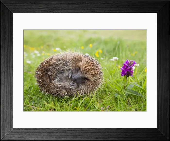 Framed Print : Picture No. 10901297 Framed Print : Picture No. 10901297