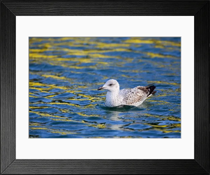Framed Print : Picture No. 10901298 Framed Print : Picture No. 10901298