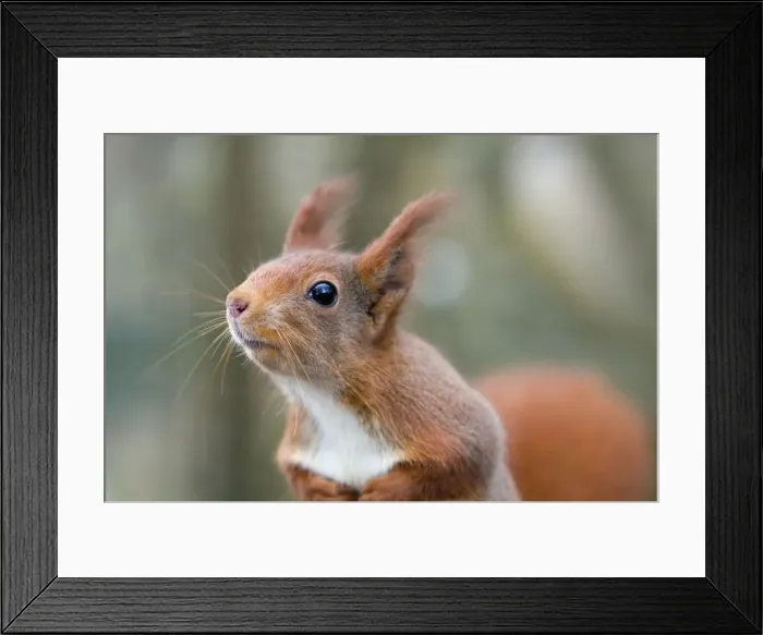 Framed Print : Picture No. 10901306 Framed Print : Picture No. 10901306