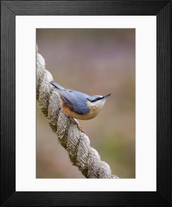 Framed Print : Picture No. 10901301 Framed Print : Picture No. 10901301