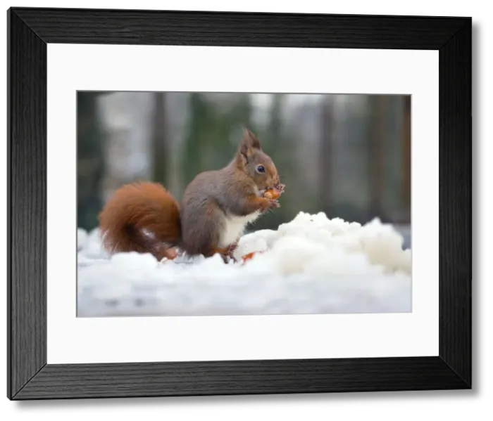 Framed Print : Picture No. 10901304 Framed Print : Picture No. 10901304