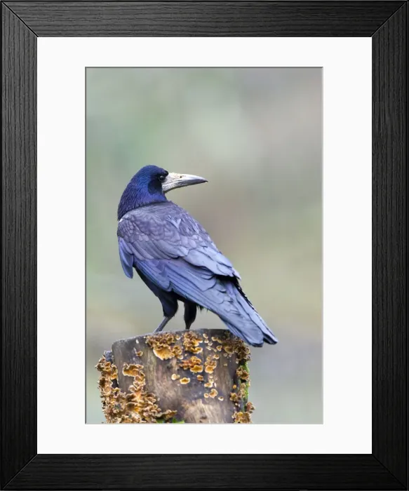 Framed Print : Picture No. 10901311 Framed Print : Picture No. 10901311