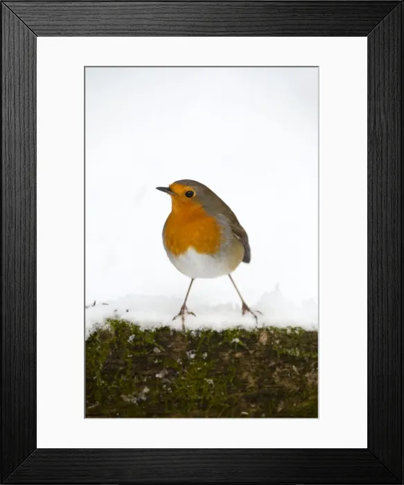 Framed Print : Picture No. 10901309 Framed Print : Picture No. 10901309