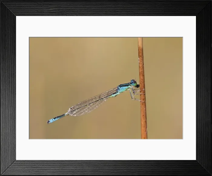 Framed Print : Picture No. 10901314 Framed Print : Picture No. 10901314