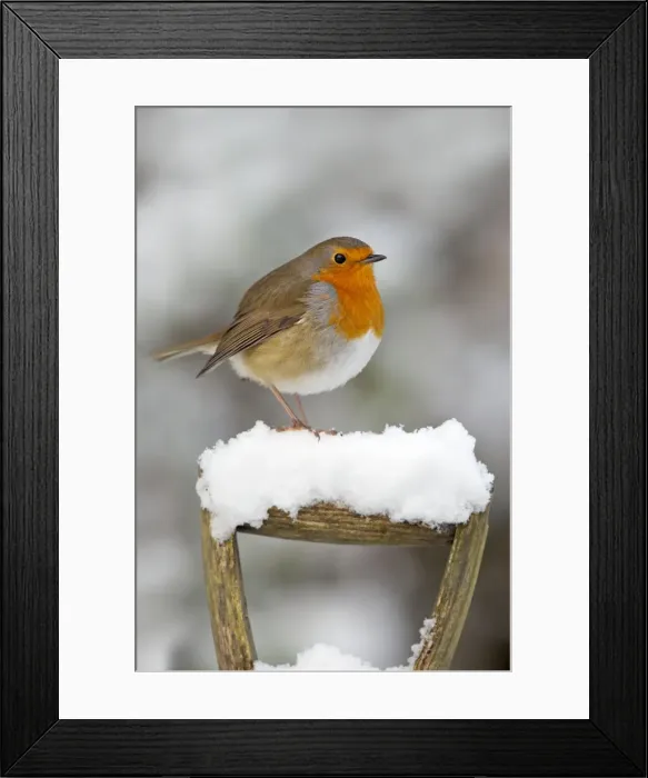 Framed Print : Picture No. 10901310 Framed Print : Picture No. 10901310