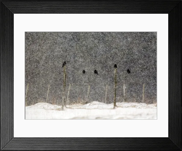 Framed Print : Picture No. 10901313 Framed Print : Picture No. 10901313