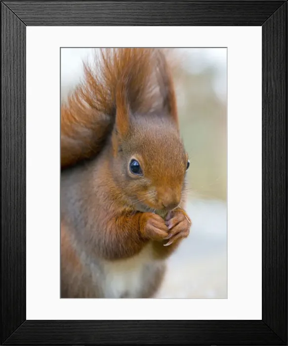 Framed Print : Picture No. 10901307 Framed Print : Picture No. 10901307