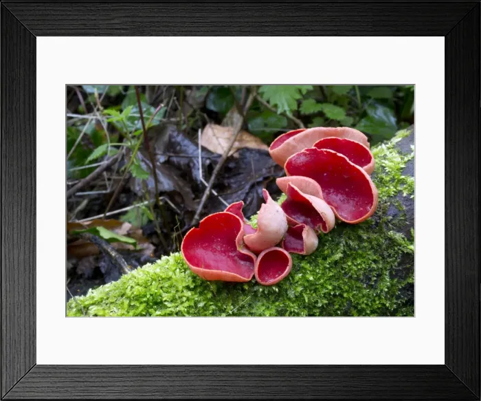 Framed Print : Picture No. 10901317 Framed Print : Picture No. 10901317