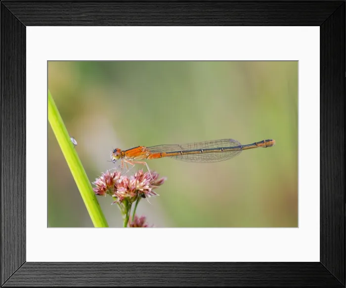 Framed Print : Picture No. 10901315 Framed Print : Picture No. 10901315