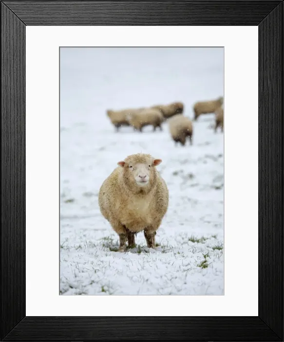 Framed Print : Picture No. 10901319 Framed Print : Picture No. 10901319