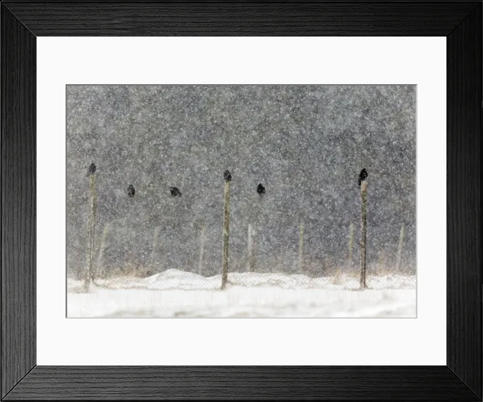 Framed Print : Picture No. 10901312 Framed Print : Picture No. 10901312