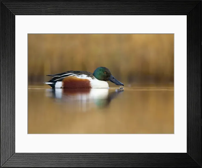 Framed Print : Picture No. 10901321