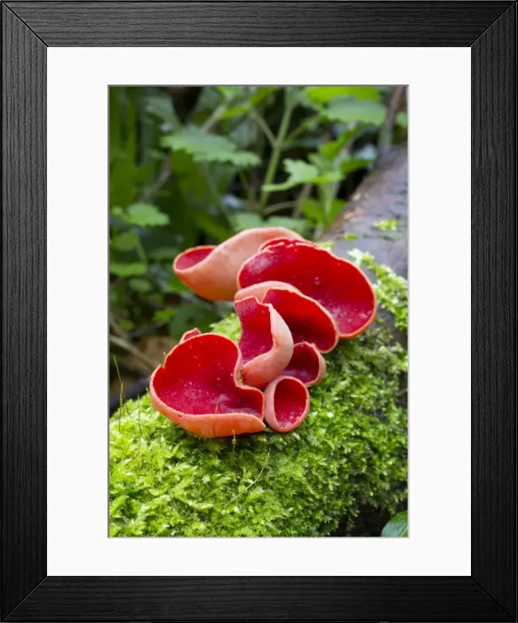 Framed Print : Picture No. 10901316 Framed Print : Picture No. 10901316