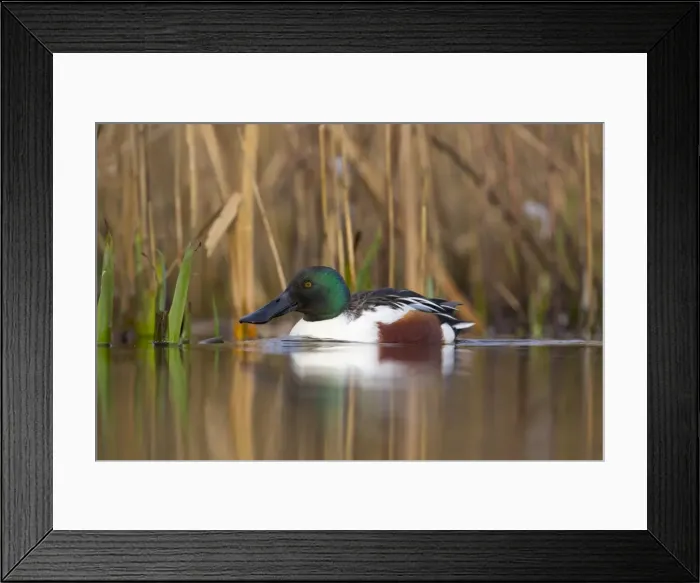 Framed Print : Picture No. 10901320 Framed Print : Picture No. 10901320