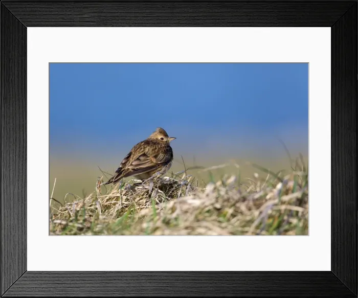Framed Print : Picture No. 10901322 Framed Print : Picture No. 10901322