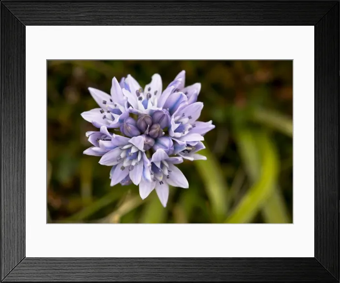 Framed Print : Picture No. 10901324 Framed Print : Picture No. 10901324
