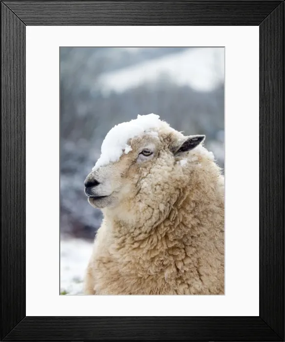 Framed Print : Picture No. 10901329 Framed Print : Picture No. 10901329