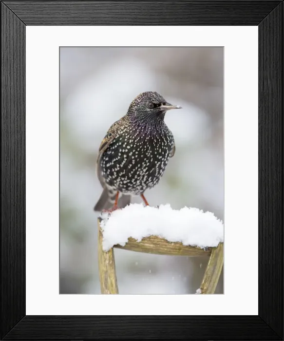 Framed Print : Picture No. 10901326 Framed Print : Picture No. 10901326