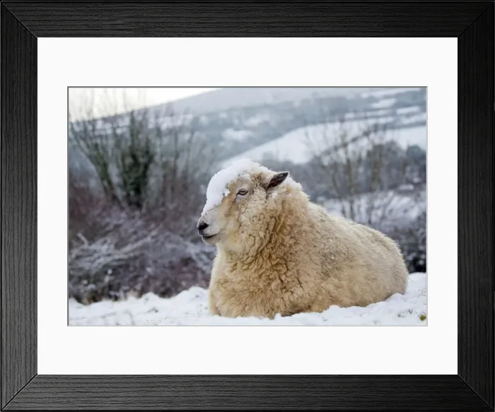 Framed Print : Picture No. 10901328 Framed Print : Picture No. 10901328