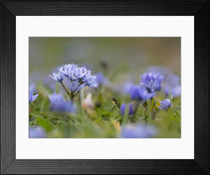Framed Print : Picture No. 10901325 Framed Print : Picture No. 10901325