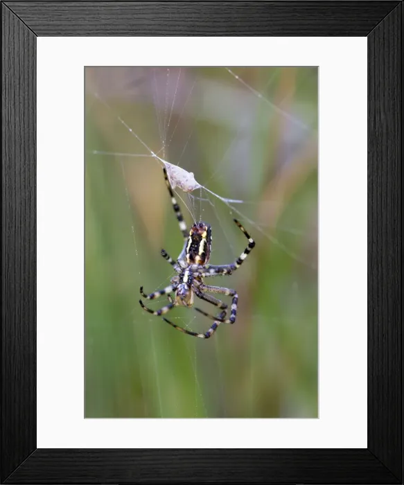 Framed Print : Picture No. 10901338 Framed Print : Picture No. 10901338