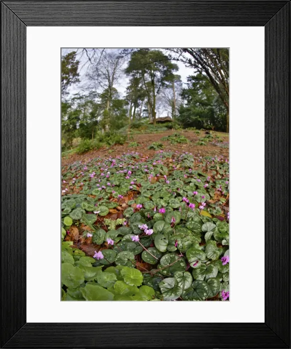 Framed Print : Picture No. 10901333