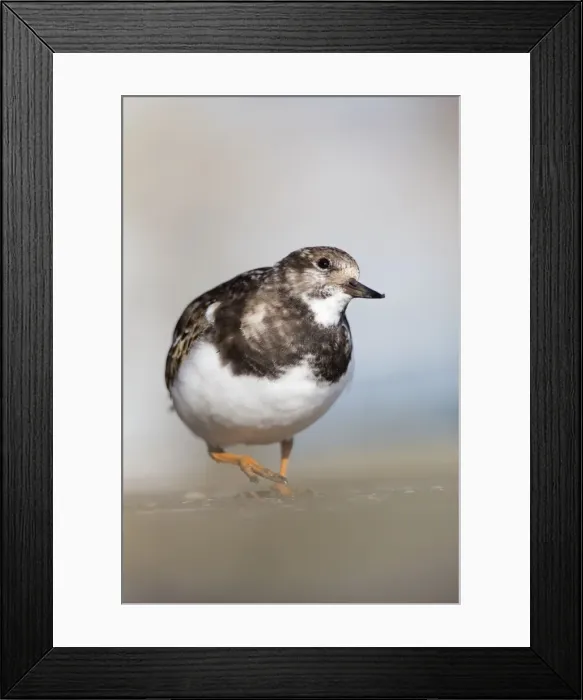 Framed Print : Picture No. 10901336 Framed Print : Picture No. 10901336