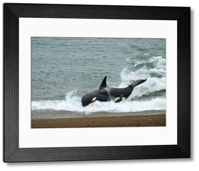 Framed Print : Picture No. 10901345 Framed Print : Picture No. 10901345