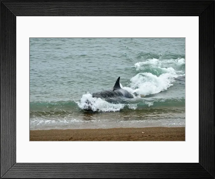 Framed Print : Picture No. 10901343 Framed Print : Picture No. 10901343
