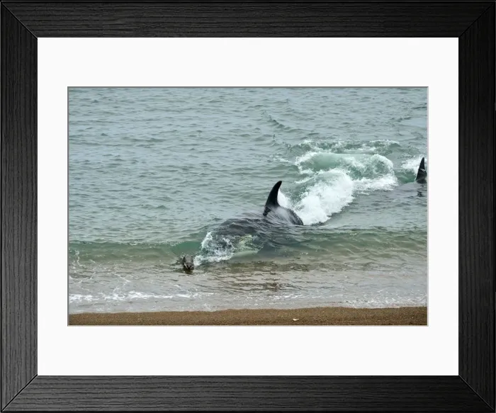 Framed Print : Picture No. 10901341 Framed Print : Picture No. 10901341
