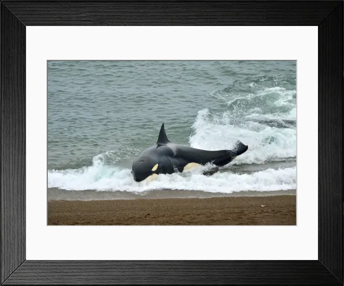 Framed Print : Picture No. 10901346 Framed Print : Picture No. 10901346