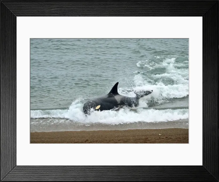 Framed Print : Picture No. 10901344 Framed Print : Picture No. 10901344