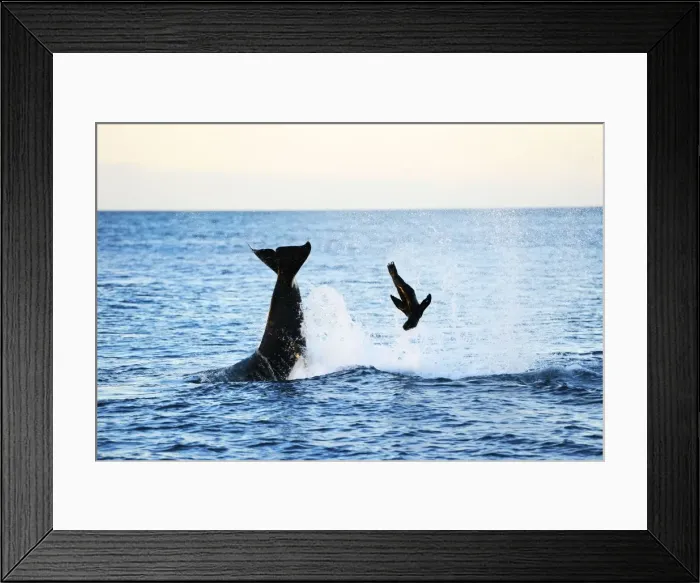 Framed Print : Picture No. 10901352 Framed Print : Picture No. 10901352