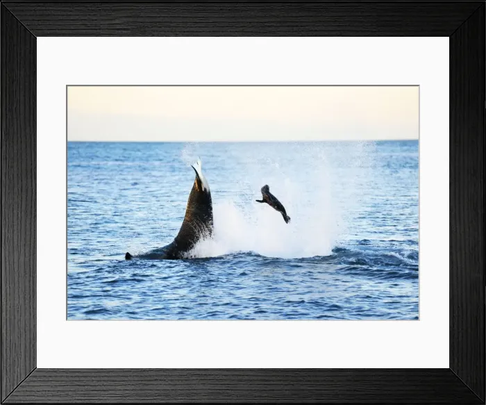 Framed Print : Picture No. 10901351