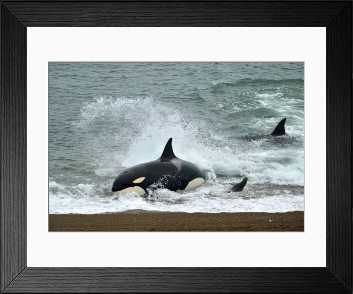 Framed Print : Picture No. 10901349 Framed Print : Picture No. 10901349