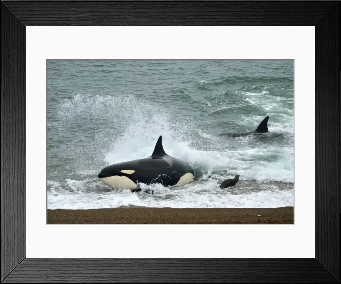 Framed Print : Picture No. 10901350 Framed Print : Picture No. 10901350