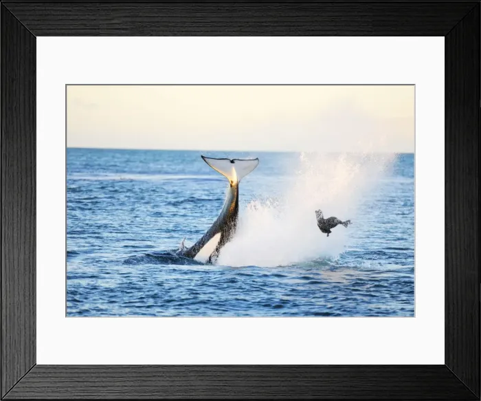 Framed Print : Picture No. 10901353 Framed Print : Picture No. 10901353
