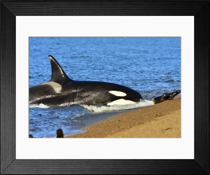 Framed Print : Picture No. 10901359 Framed Print : Picture No. 10901359