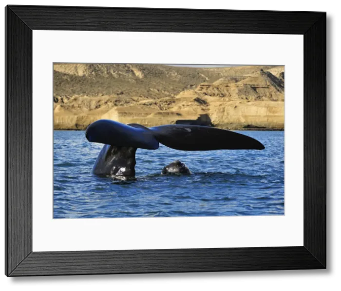 Framed Print : Picture No. 10901398 Framed Print : Picture No. 10901398