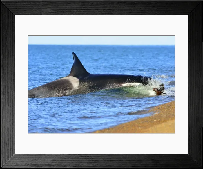 Framed Print : Picture No. 10901363 Framed Print : Picture No. 10901363