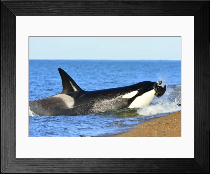 Framed Print : Picture No. 10901365 Framed Print : Picture No. 10901365