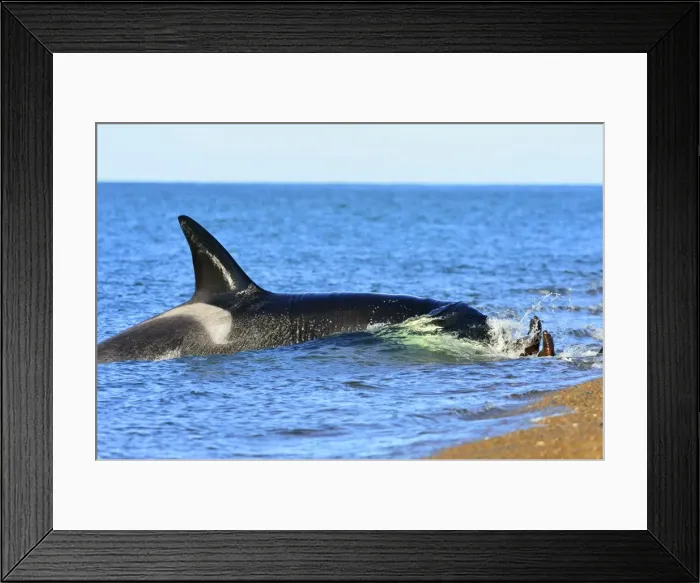 Framed Print : Picture No. 10901362 Framed Print : Picture No. 10901362