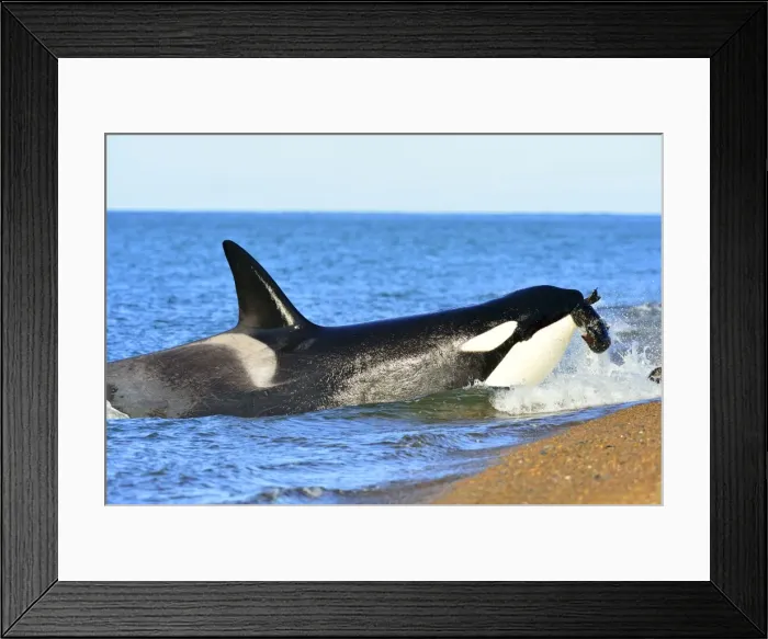 Framed Print : Picture No. 10901364 Framed Print : Picture No. 10901364