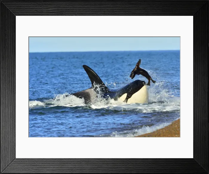 Framed Print : Picture No. 10901370 Framed Print : Picture No. 10901370