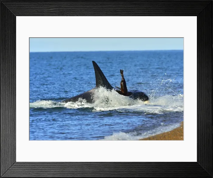 Framed Print : Picture No. 10901372 Framed Print : Picture No. 10901372